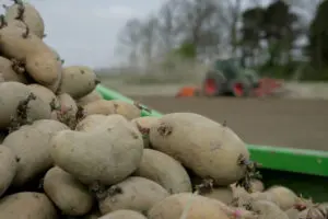 Zoutlast aardappelen bemesting