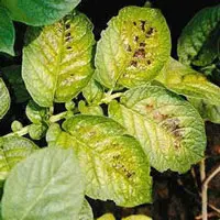 Verschijnselen bij magnesium gebrek Magnesium_gebrek_Aardappelen.jpg