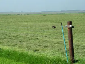 eerste snede gras maaien