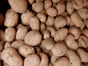 Fractionnement fertilisation pommes de terre