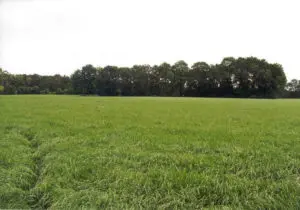 geef zwavel als recente bodemanalyse aanleiding geeft | stikstof leverend vermogen grasland