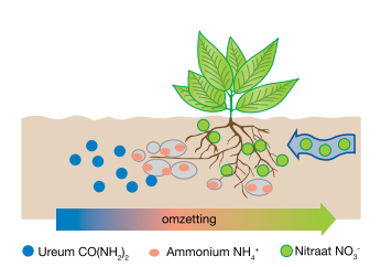 omzetting_ureum_ammonium_nitraat.png