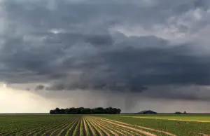 Kartoffeln Stickstoffgabe | fosfaatverrekening akkerbouw