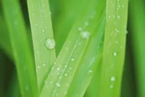 waterafvoer graspercelen