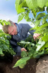 bijbemesting aardappelen zandgrond
