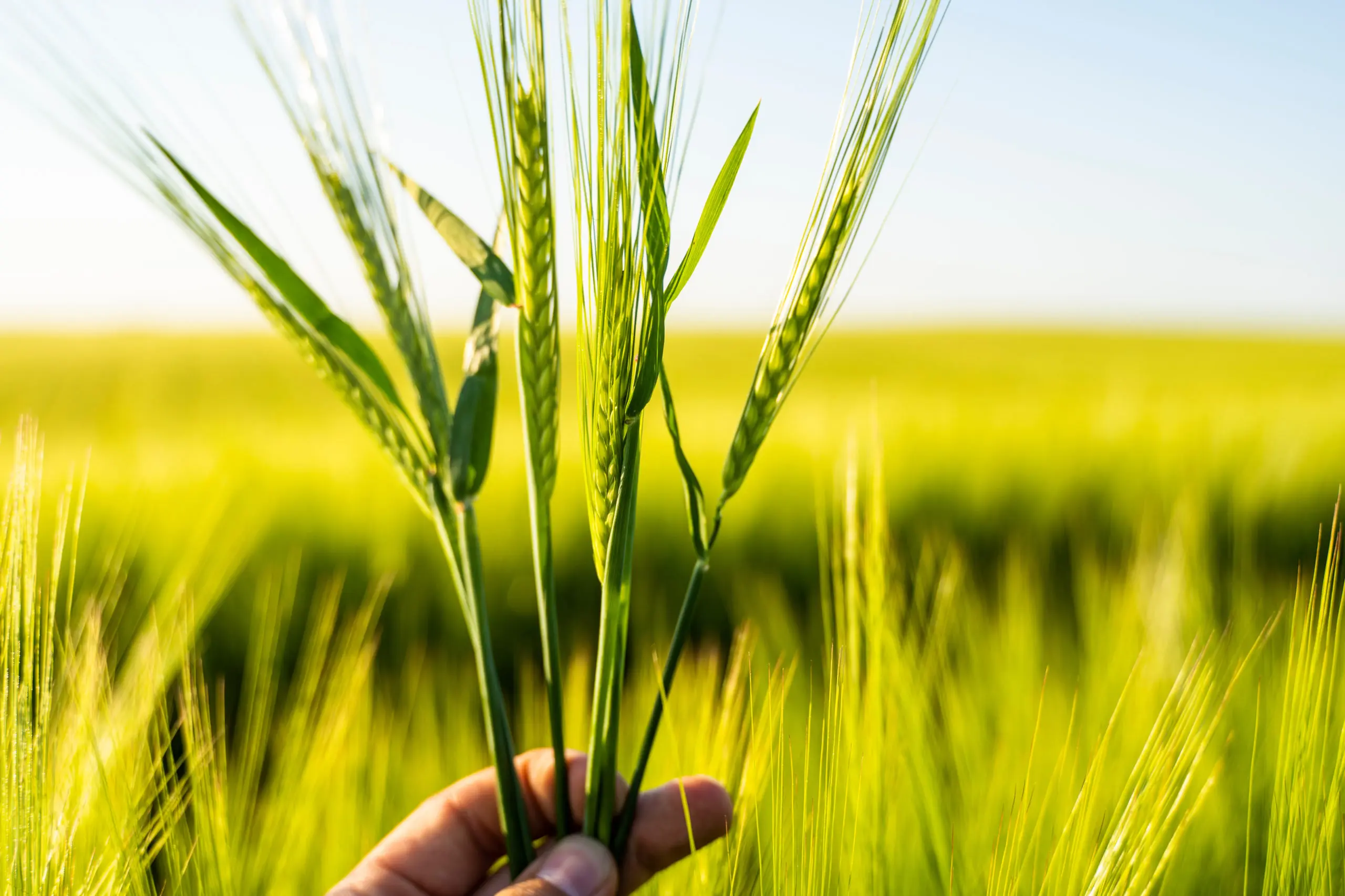 Kalkammonsalpeter Düngung für Gerste | Optimal fertilisation with KAS