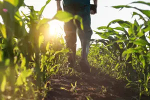 summer nutrient applications | meer maïs telen