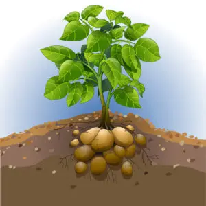 Fertilisation Pommes de Terre