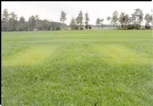 grasland verbeteren na droogte