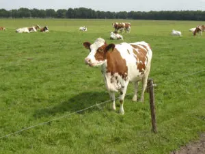 Koperbemesting in grasland