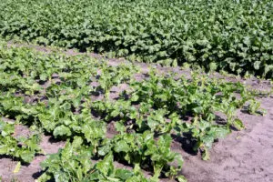 Stikstofbemesting bieten en aardappelen