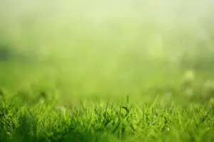 Soufre prairies fourrages | Stikstofbenutting grasland | Geef gras-klaverpercelen een startgift van 20-25 kg N om vroege grasgroei te stimuleren zonder klaverontwikkeling te remmen.
