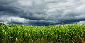 Stormy Maize Field