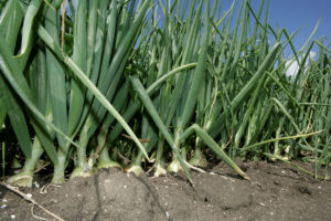 bemesting zaaiuien zand